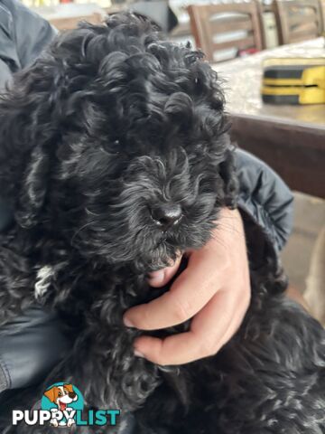 Male cavoodle puppy