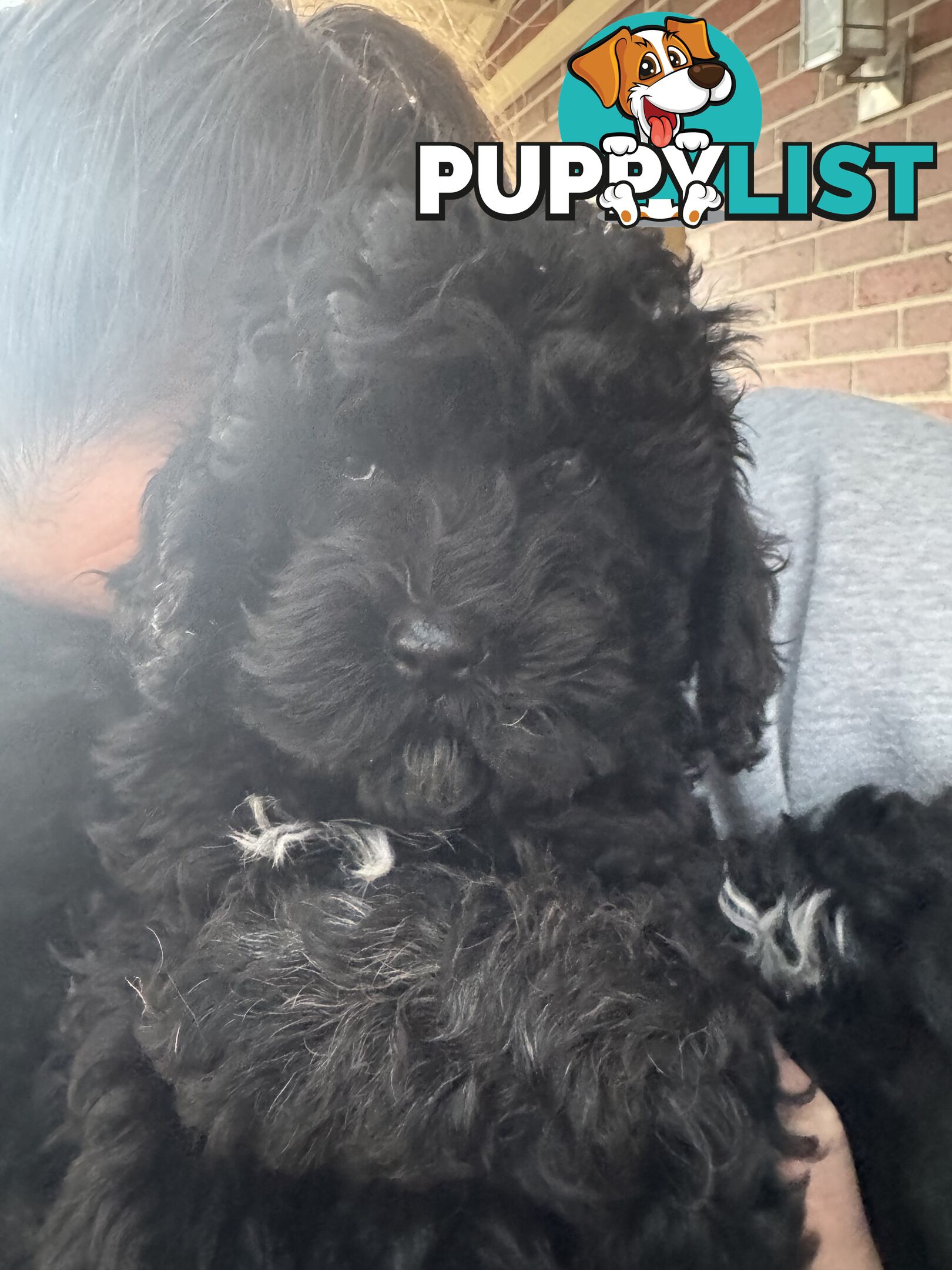 Male cavoodle puppy