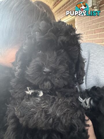 Male cavoodle puppy