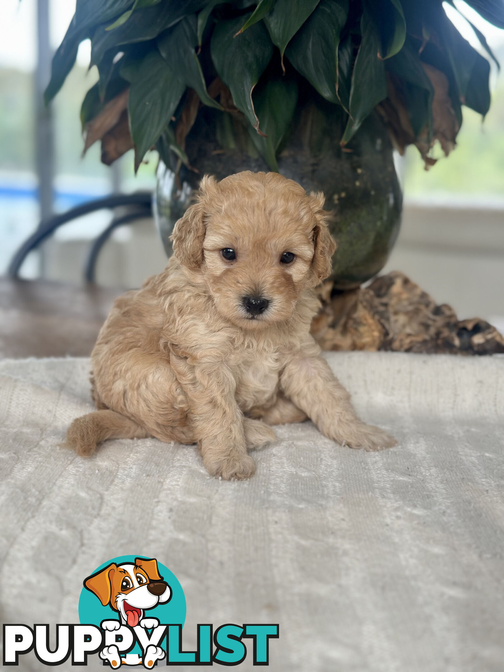 Gorgeous Toy Moodle Puppies ~ 3 girls available
