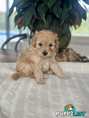 Gorgeous Toy Moodle Puppies ~ 3 girls available