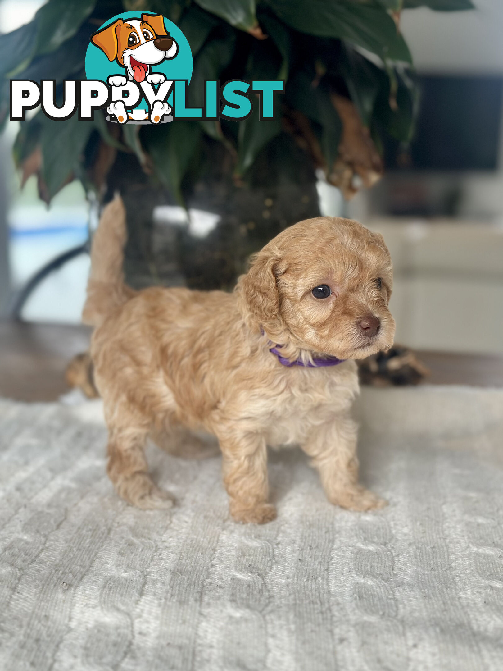 Gorgeous Toy Moodle Puppies ~ 3 girls available