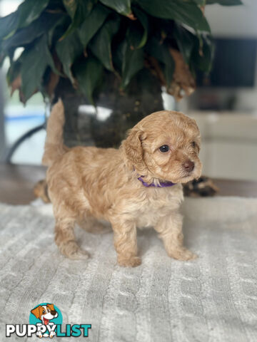 Gorgeous Toy Moodle Puppies ~ 3 girls available