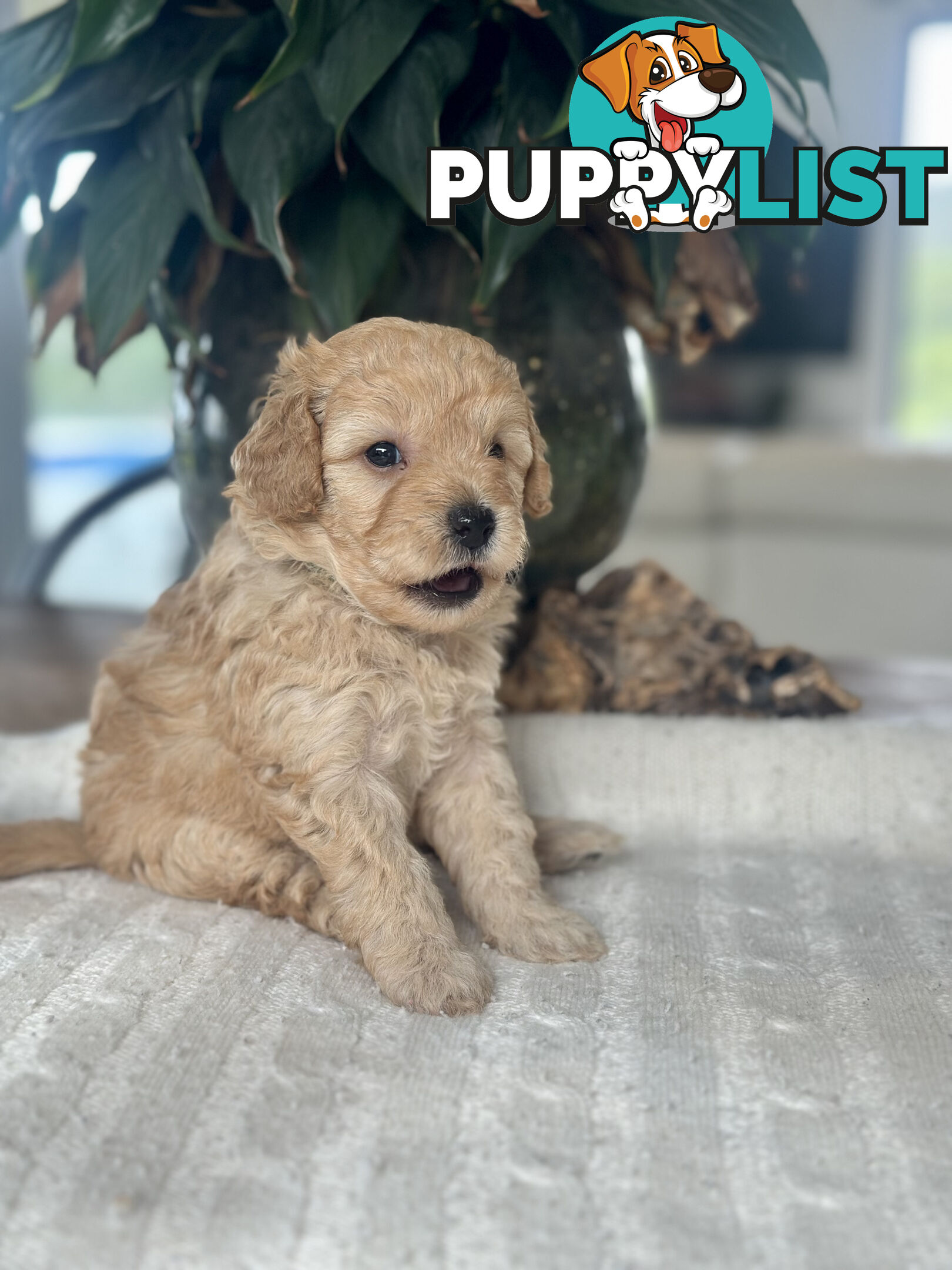 Gorgeous Toy Moodle Puppies ~ 3 girls available