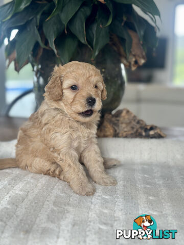 Gorgeous Toy Moodle Puppies ~ 3 girls available