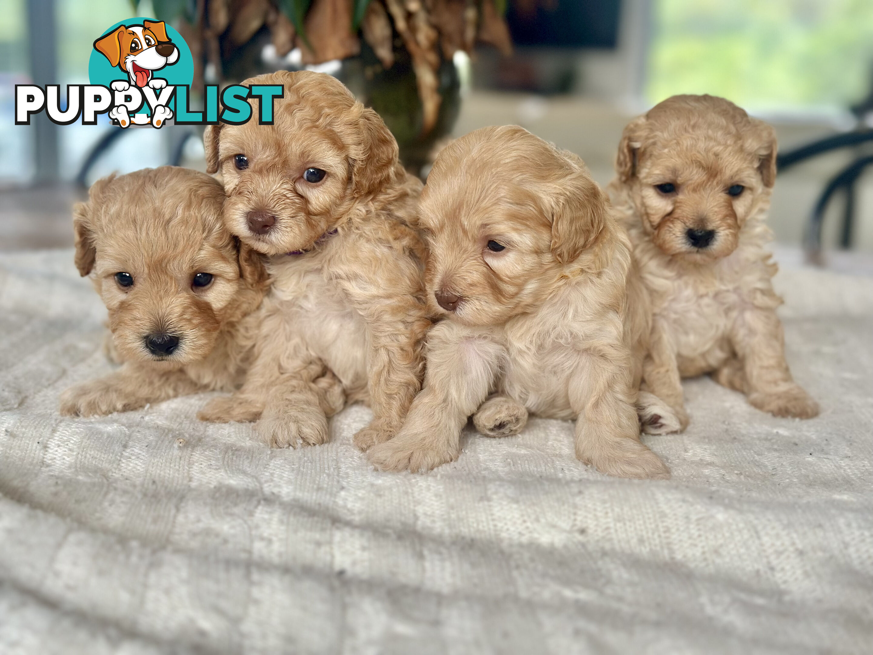 Gorgeous Toy Moodle Puppies ~ 3 girls available
