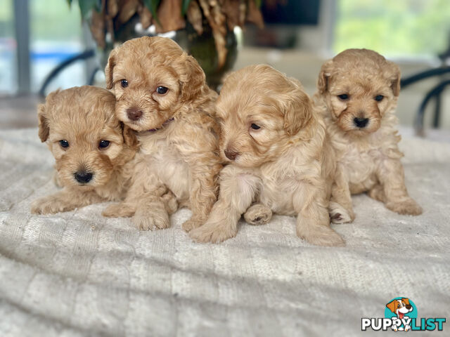 Gorgeous Toy Moodle Puppies ~ 3 girls available