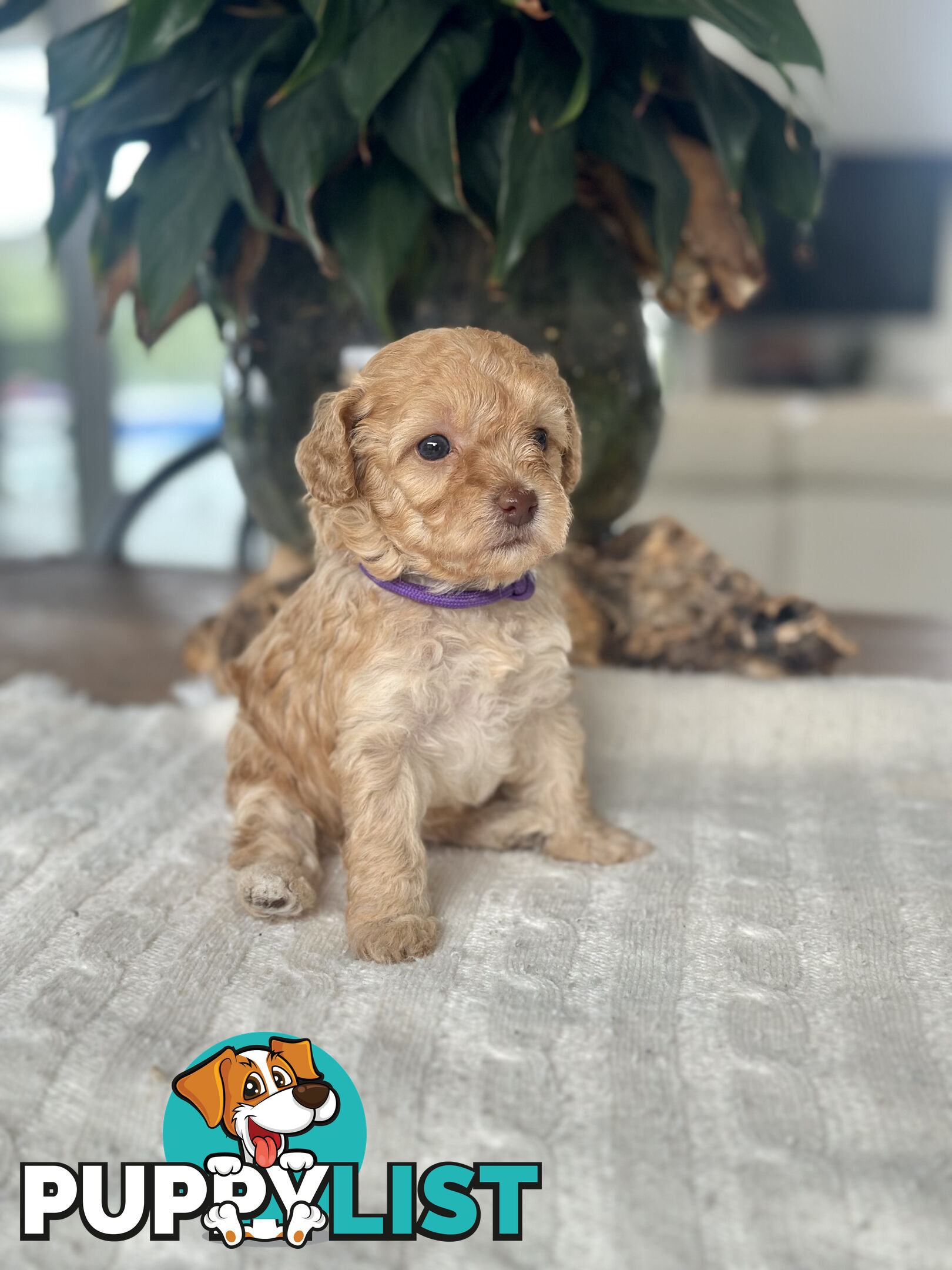 Gorgeous Toy Moodle Puppies ~ 3 girls available
