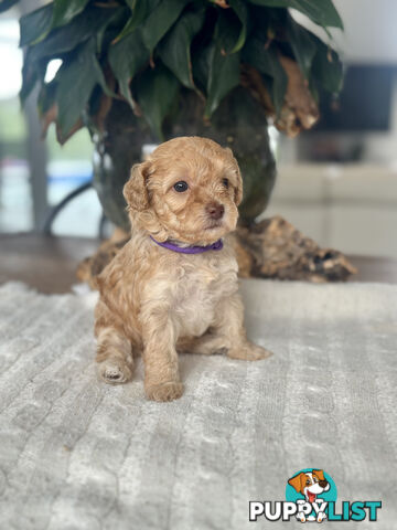Gorgeous Toy Moodle Puppies ~ 3 girls available