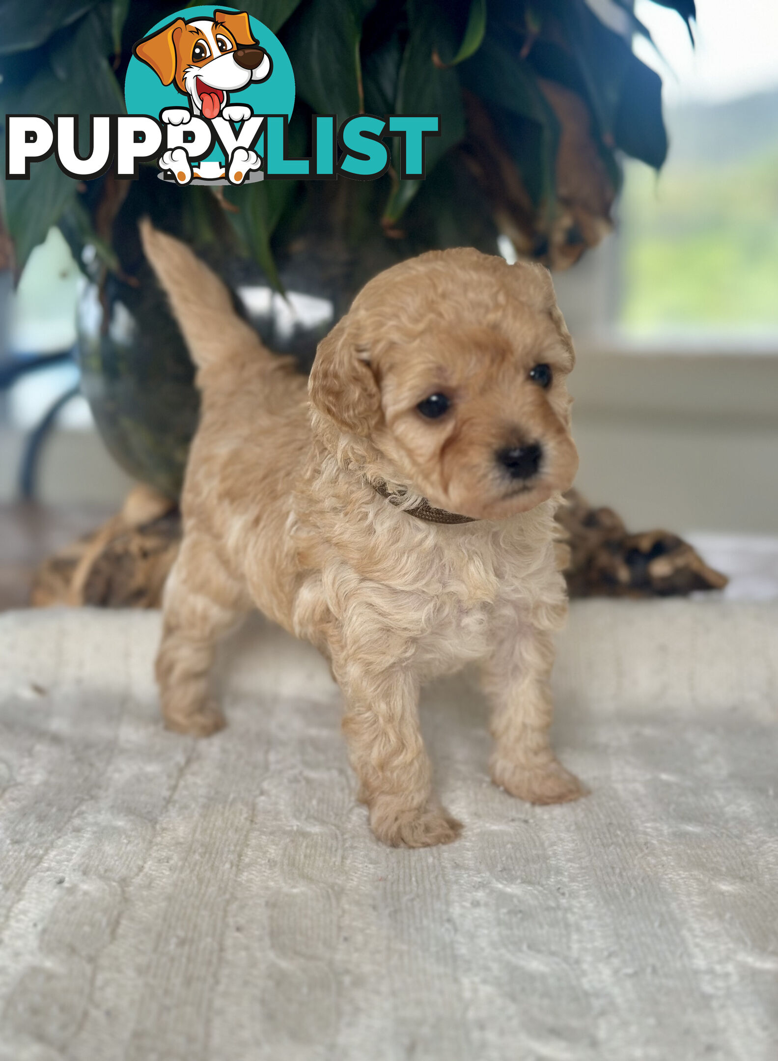 Gorgeous Toy Moodle Puppies ~ 3 girls available