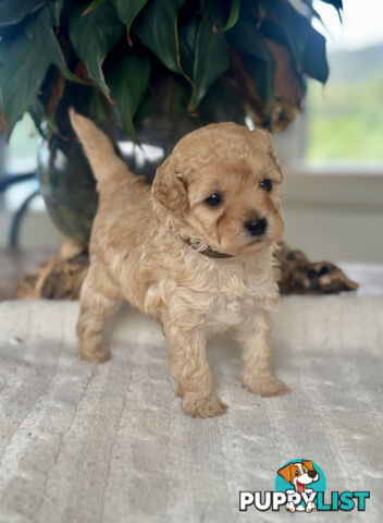 Gorgeous Toy Moodle Puppies ~ 3 girls available