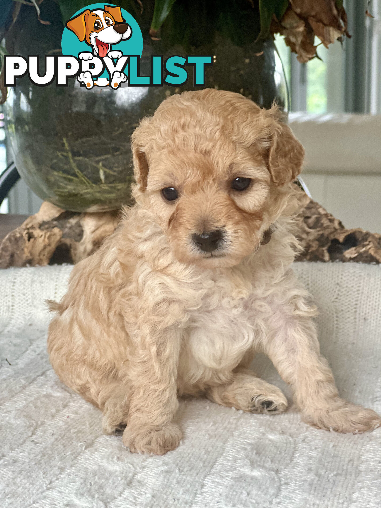 Gorgeous Toy Moodle Puppies ~ 3 girls available
