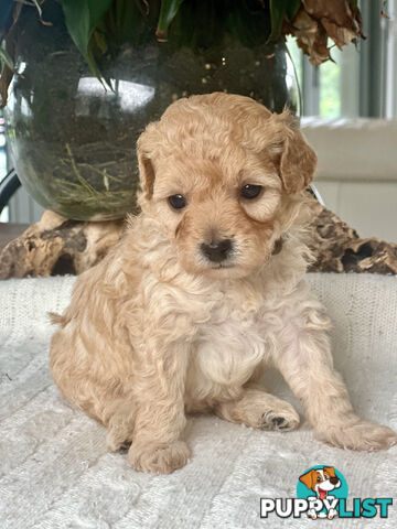 Gorgeous Toy Moodle Puppies ~ 3 girls available
