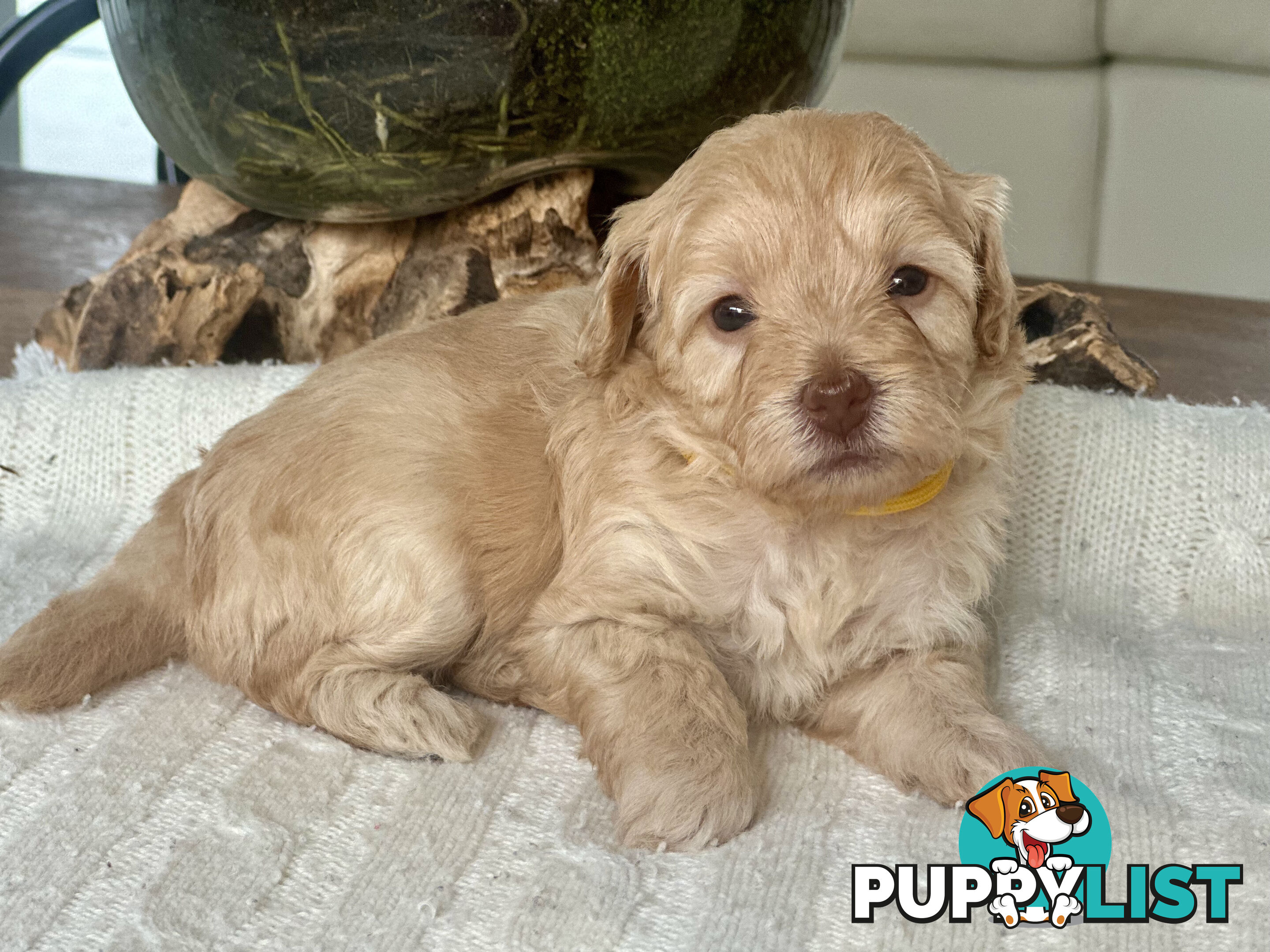 Gorgeous Toy Moodle Puppies ~ 3 girls available