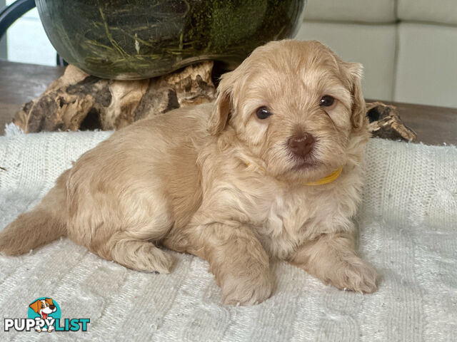 Gorgeous Toy Moodle Puppies ~ 3 girls available