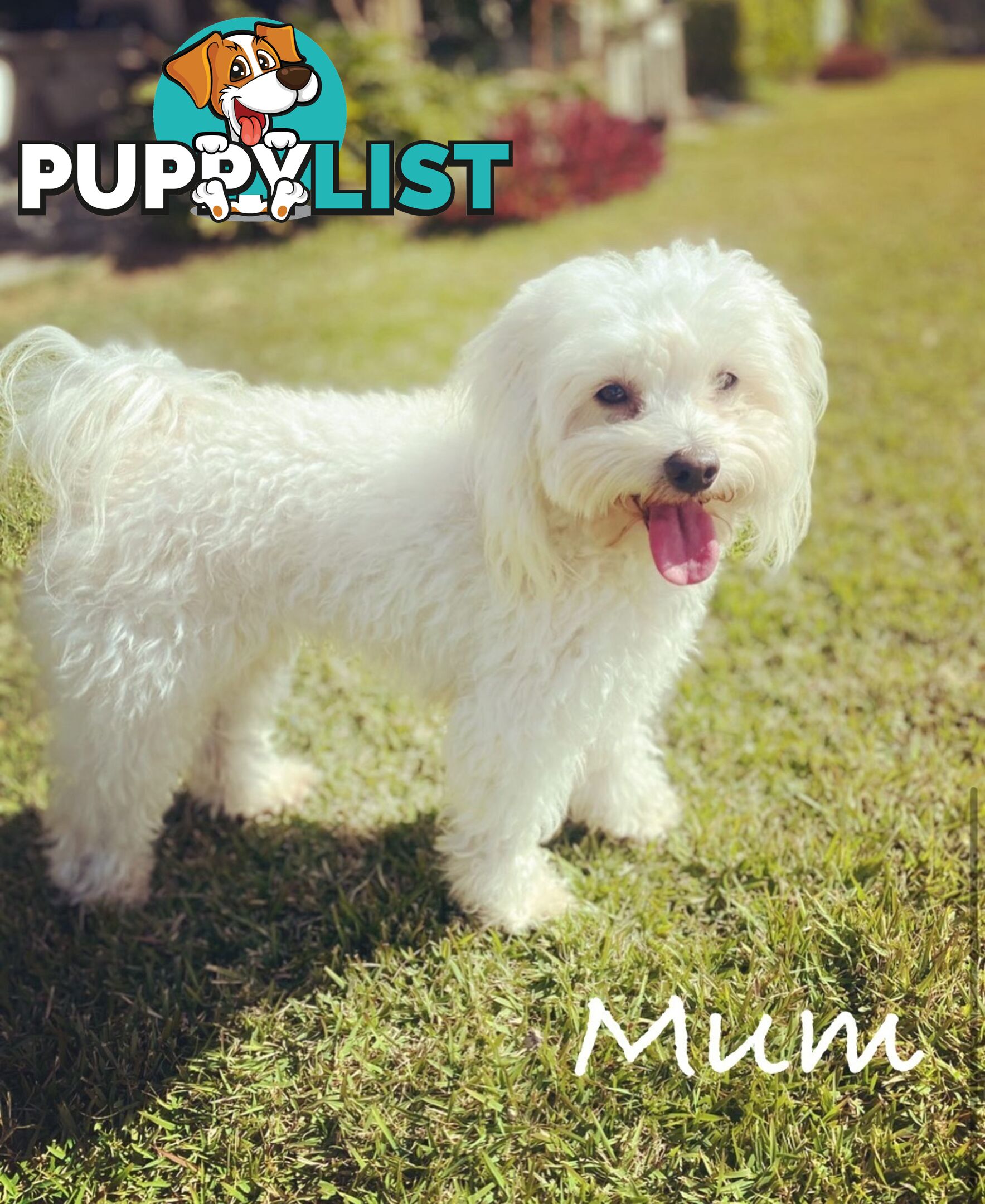 Gorgeous Toy Moodle Puppies ~ 3 girls available