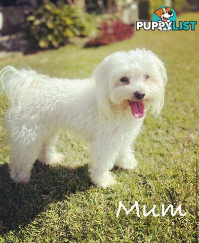 Gorgeous Toy Moodle Puppies ~ 3 girls available