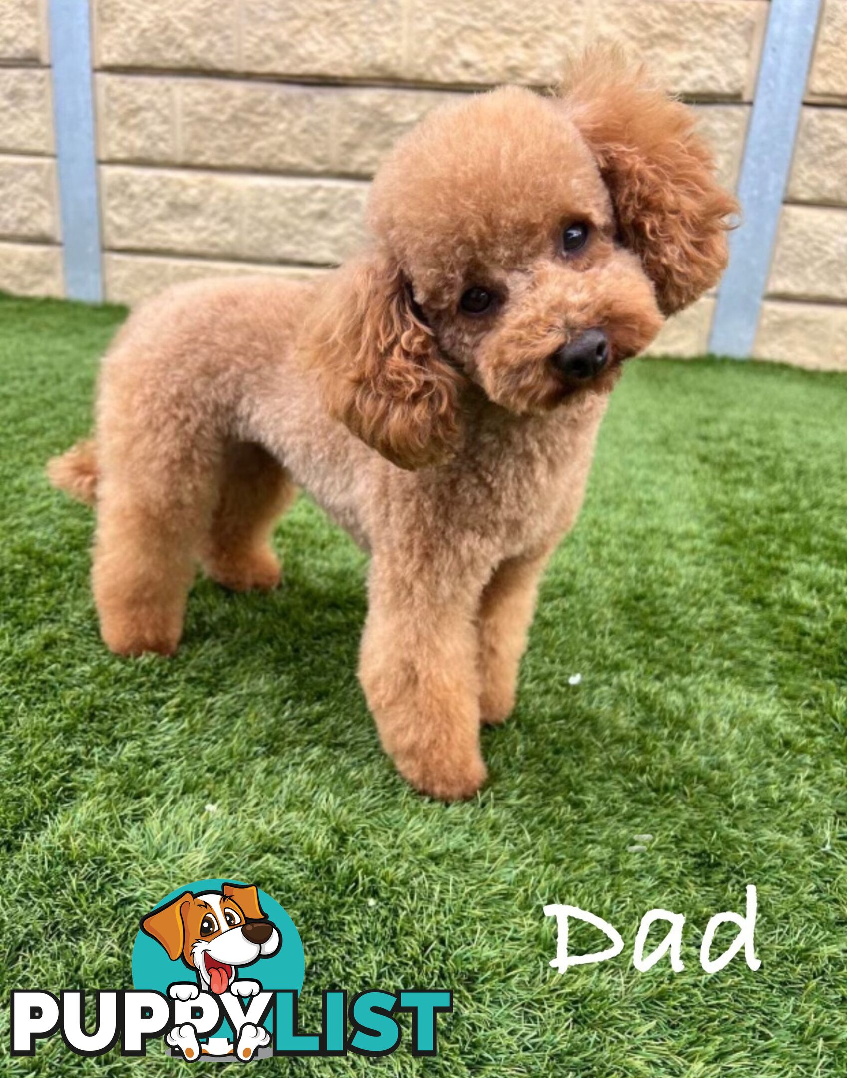 Gorgeous Toy Moodle Puppies ~ 3 girls available