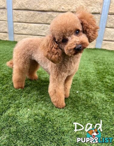 Gorgeous Toy Moodle Puppies ~ 3 girls available