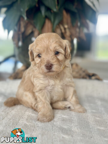 Gorgeous Toy Moodle Puppies ~ 3 girls available