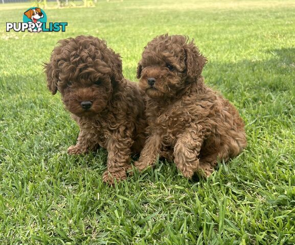 Toy Poodle Puppies