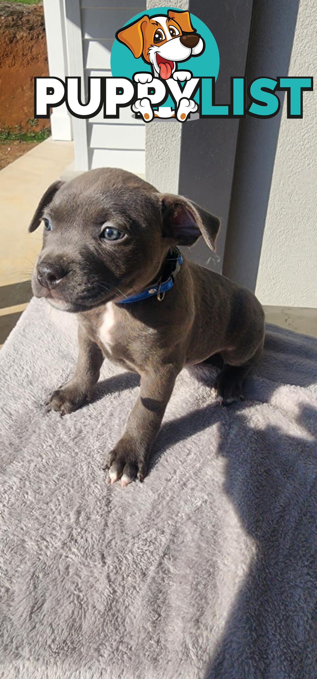 XL Bully X English Staffordshire