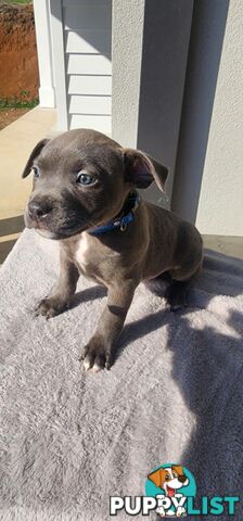 XL Bully X English Staffordshire