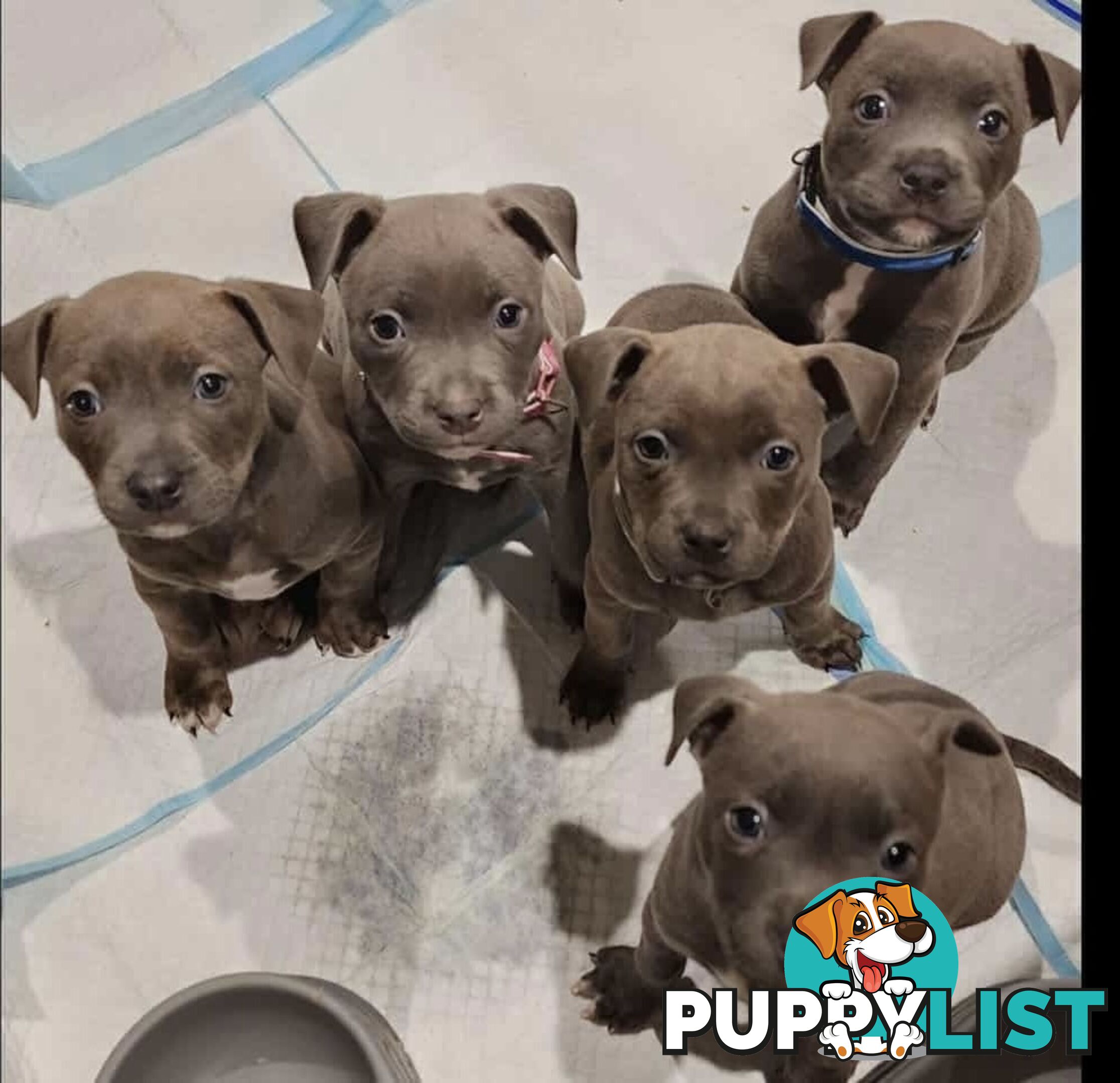 XL Bully X English Staffordshire