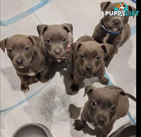 XL Bully X English Staffordshire
