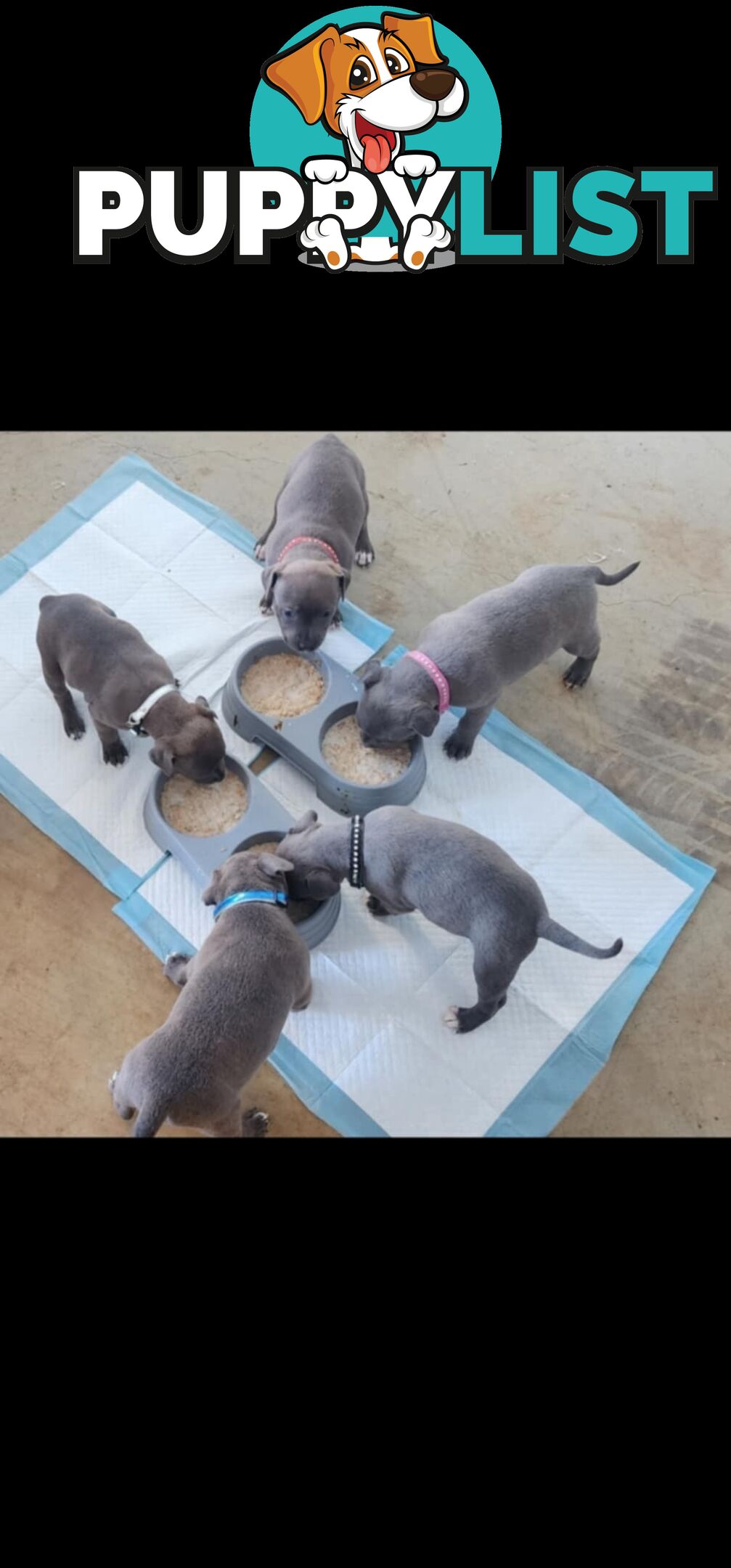 XL Bully X English Staffordshire