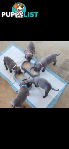 XL Bully X English Staffordshire
