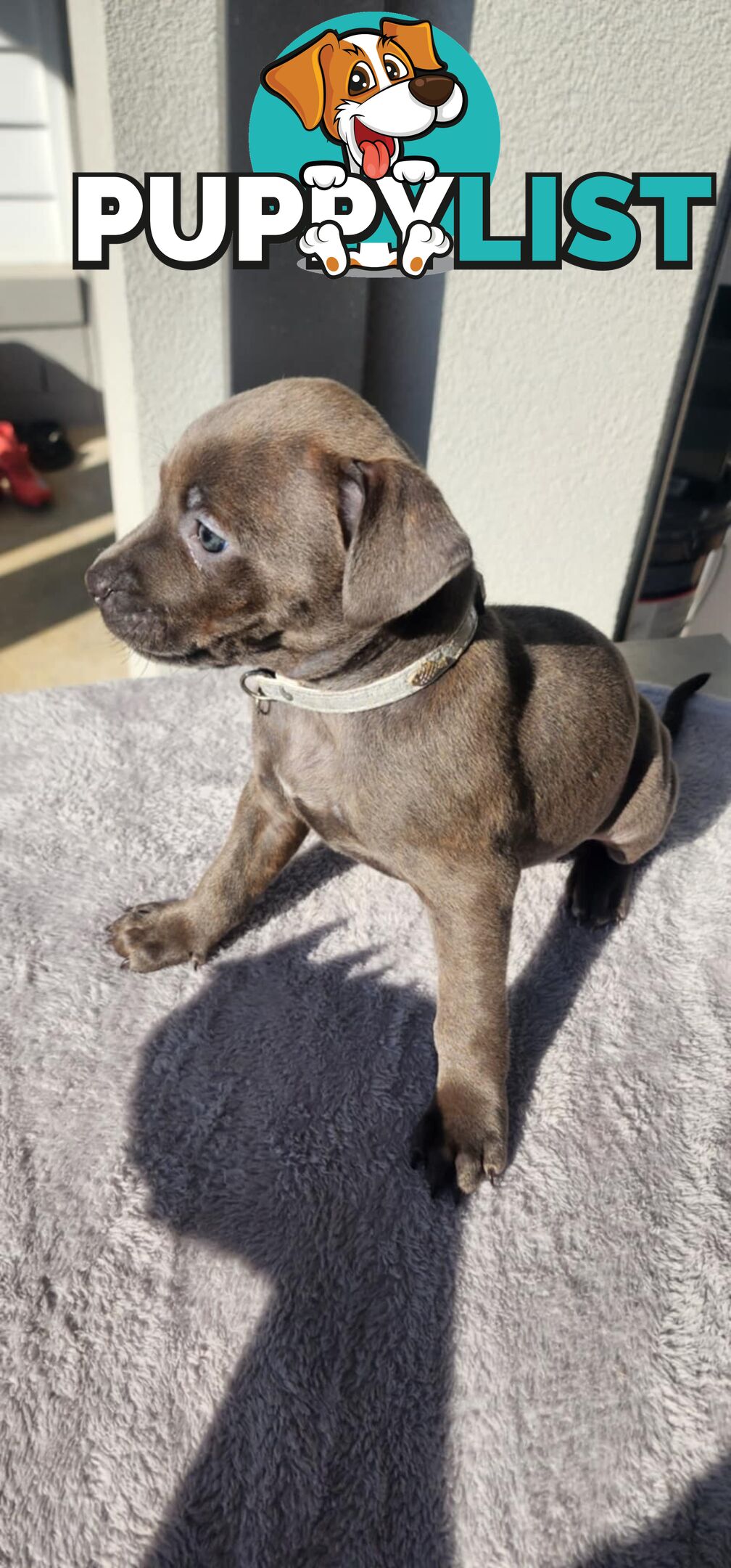 XL Bully X English Staffordshire