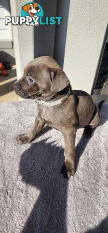 XL Bully X English Staffordshire
