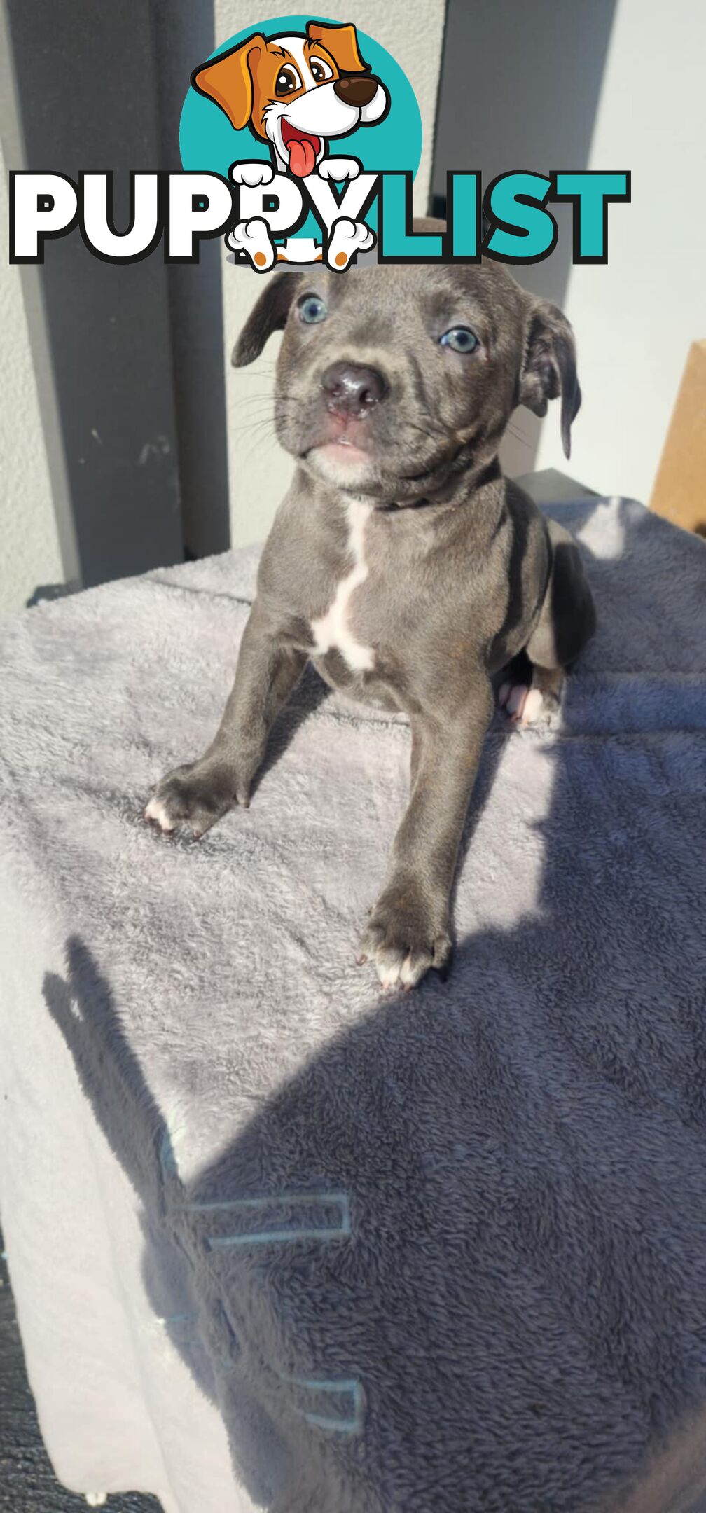 XL Bully X English Staffordshire