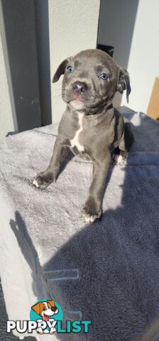XL Bully X English Staffordshire