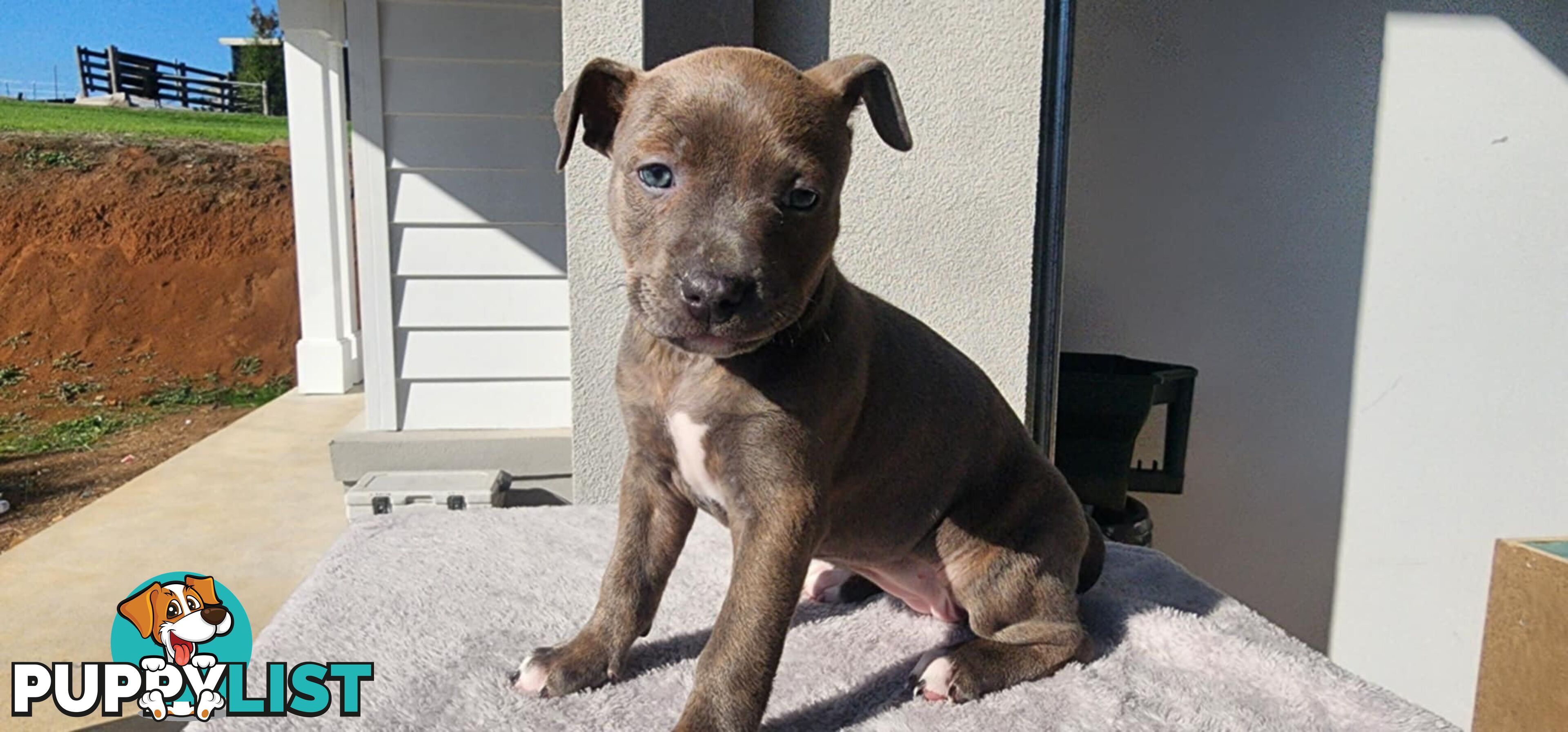 XL Bully X English Staffordshire