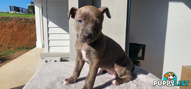 XL Bully X English Staffordshire