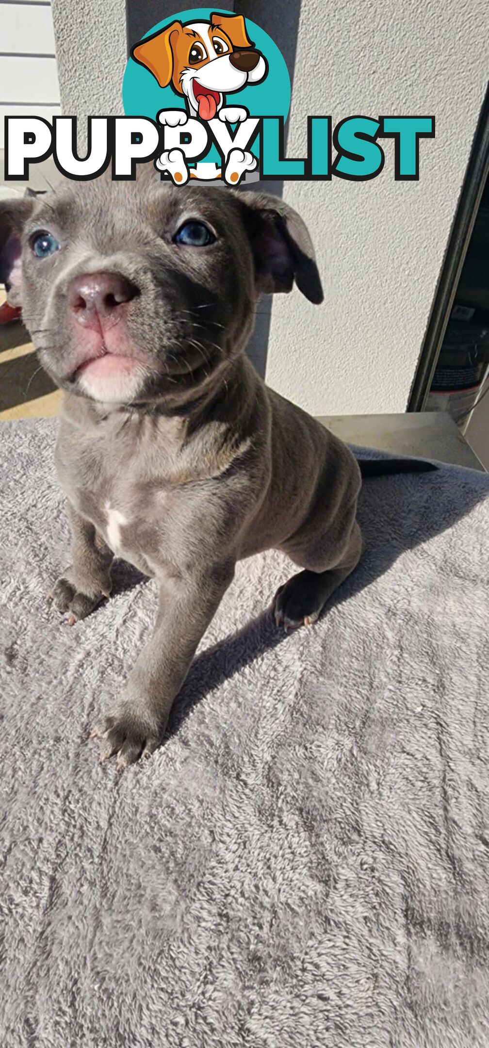 XL Bully X English Staffordshire