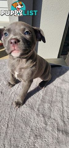 XL Bully X English Staffordshire