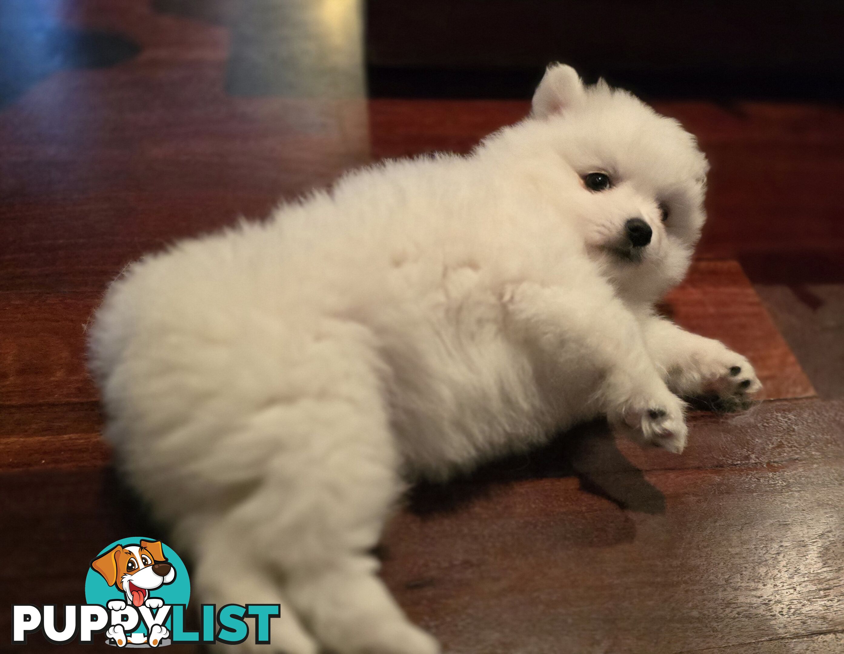 Pure Bred female Japanese Spitz
