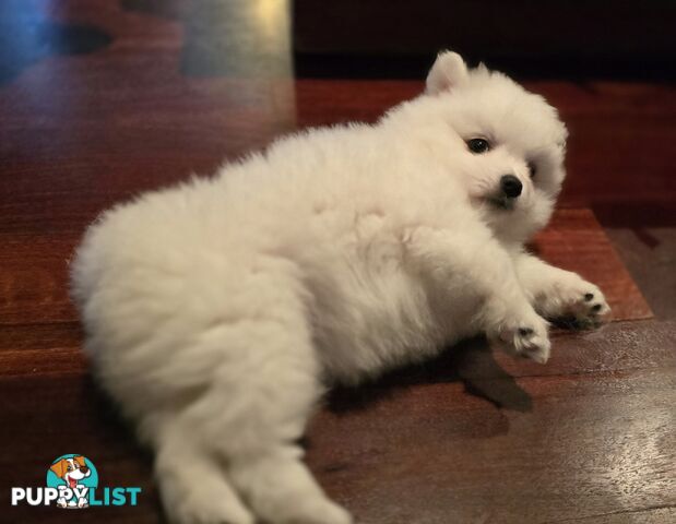 Pure Bred female Japanese Spitz