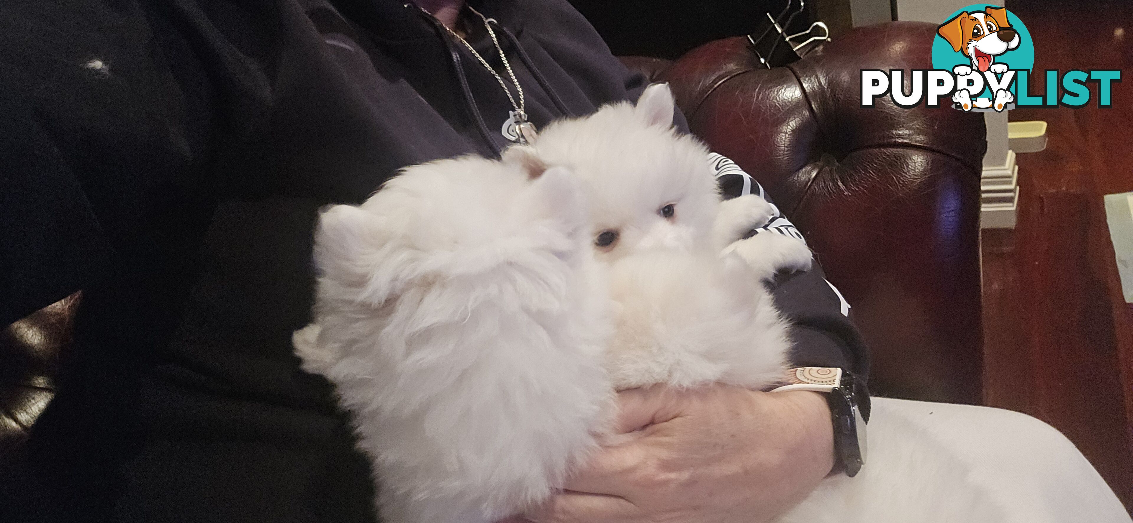 Pure Bred female Japanese Spitz