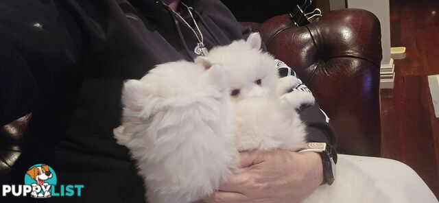 Pure Bred female Japanese Spitz