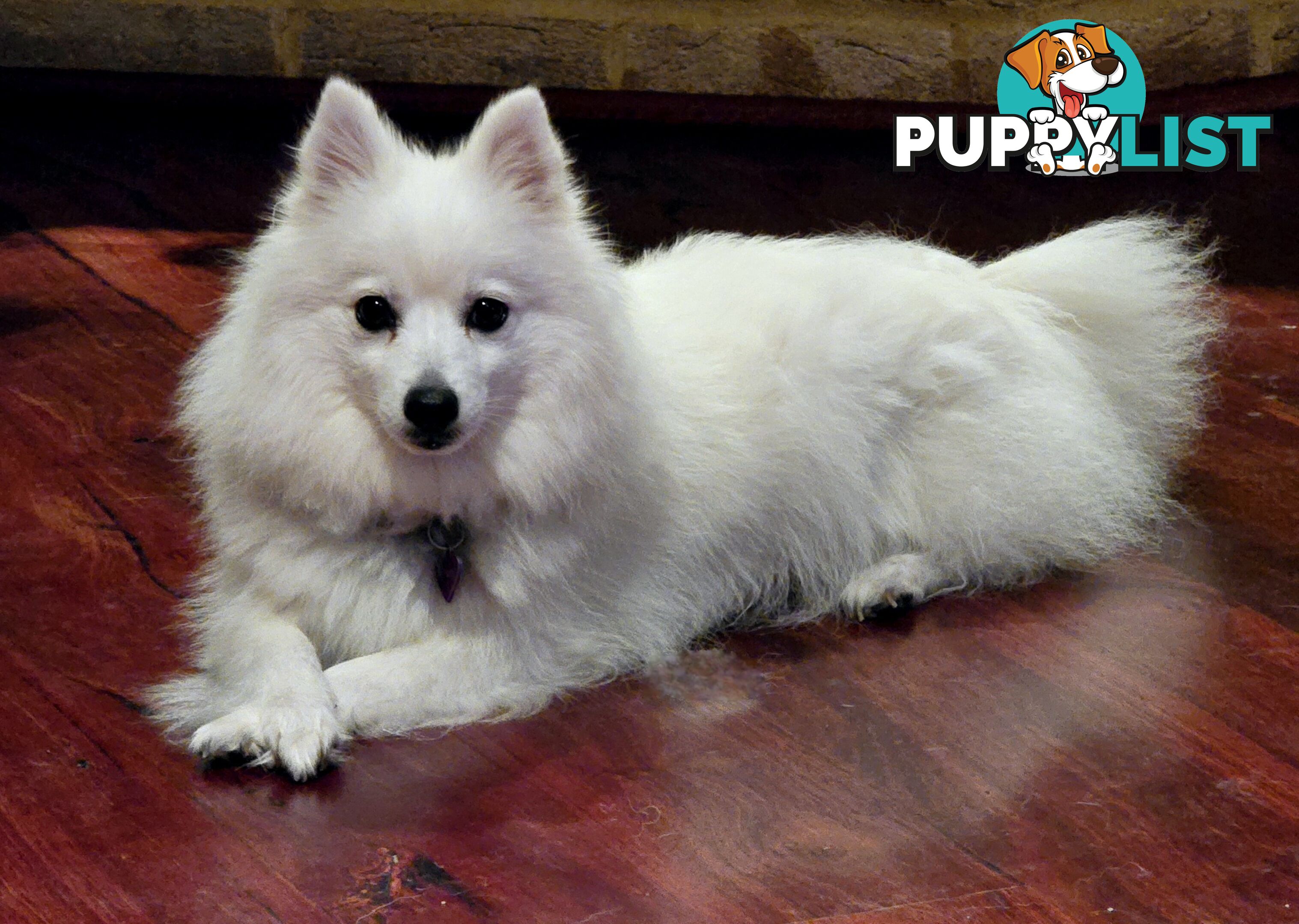 Pure Bred female Japanese Spitz