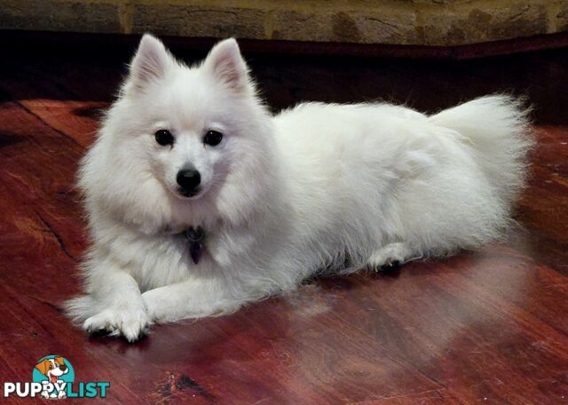 Pure Bred female Japanese Spitz