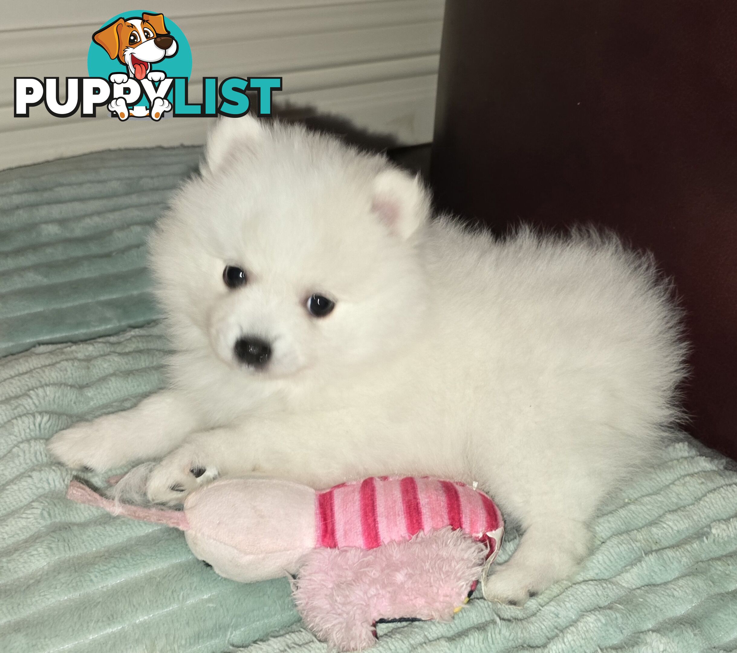 Pure Bred female Japanese Spitz