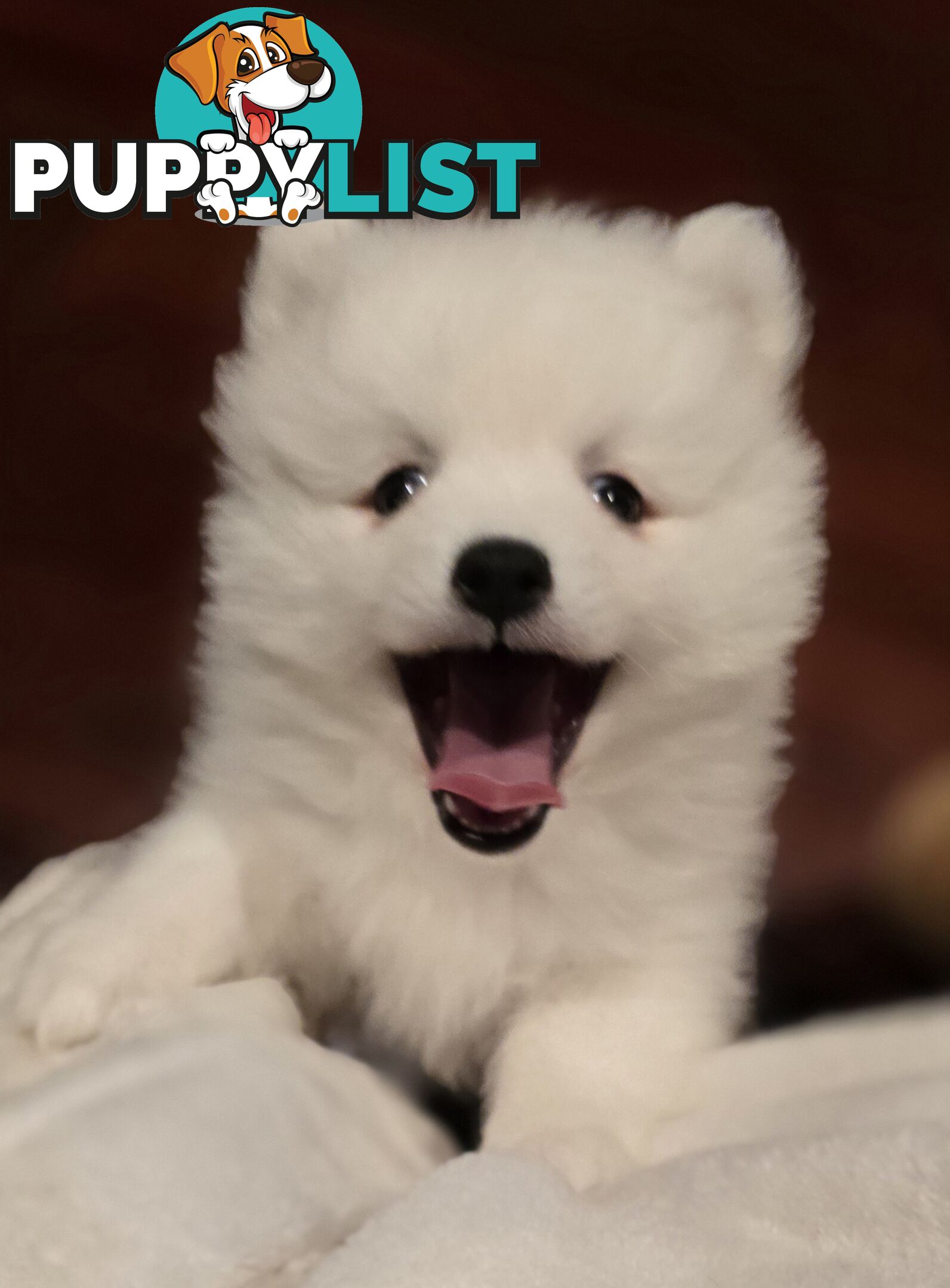 Pure Bred female Japanese Spitz