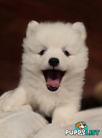Pure Bred female Japanese Spitz