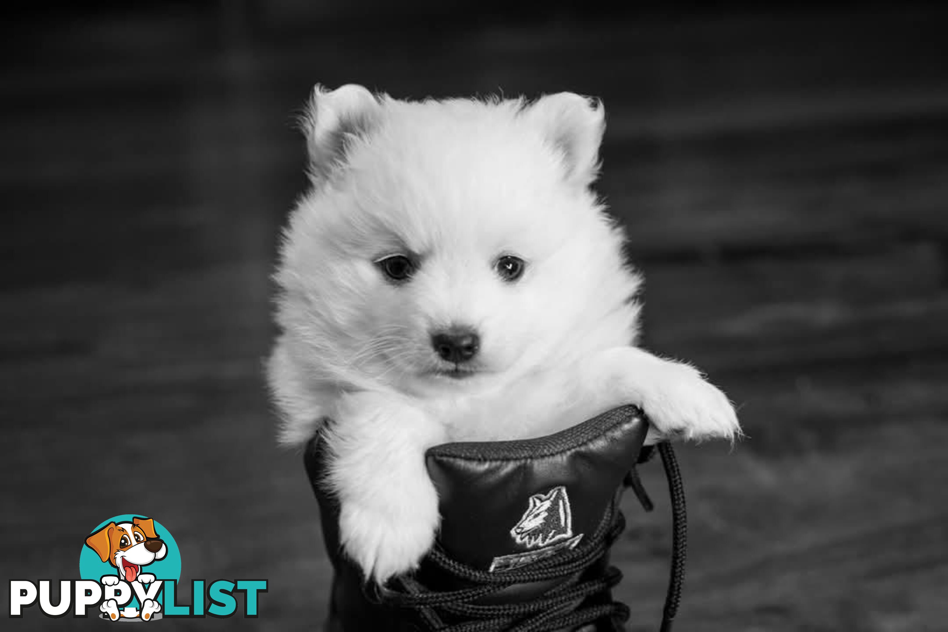 Pure Bred female Japanese Spitz