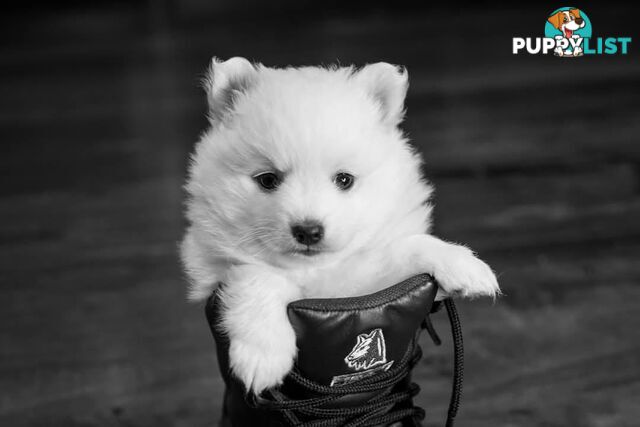Pure Bred female Japanese Spitz